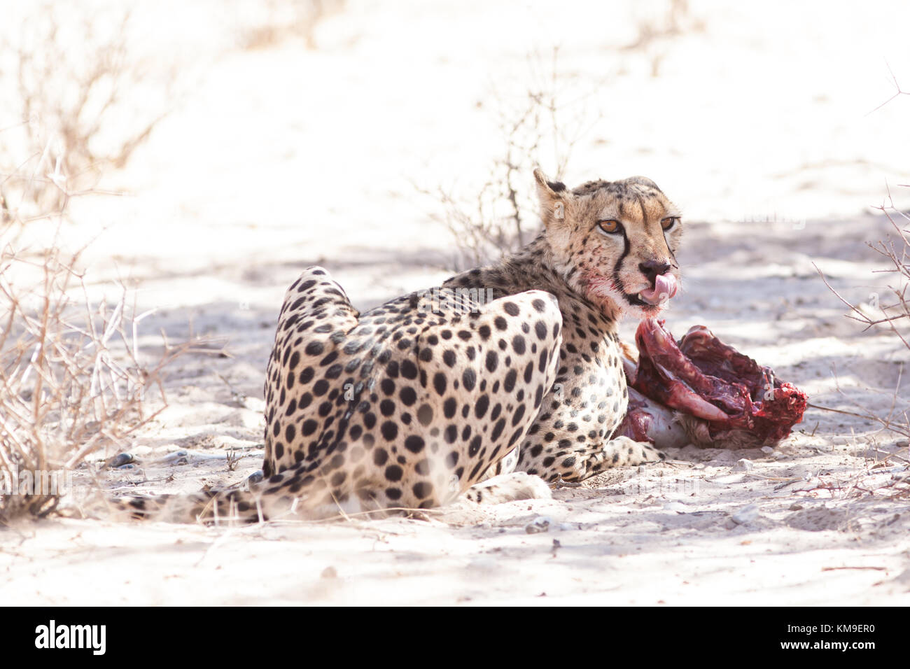 Cheetah feeding on a kill, Kgalagadi Transfrontier Park, South Africa Stock Photo