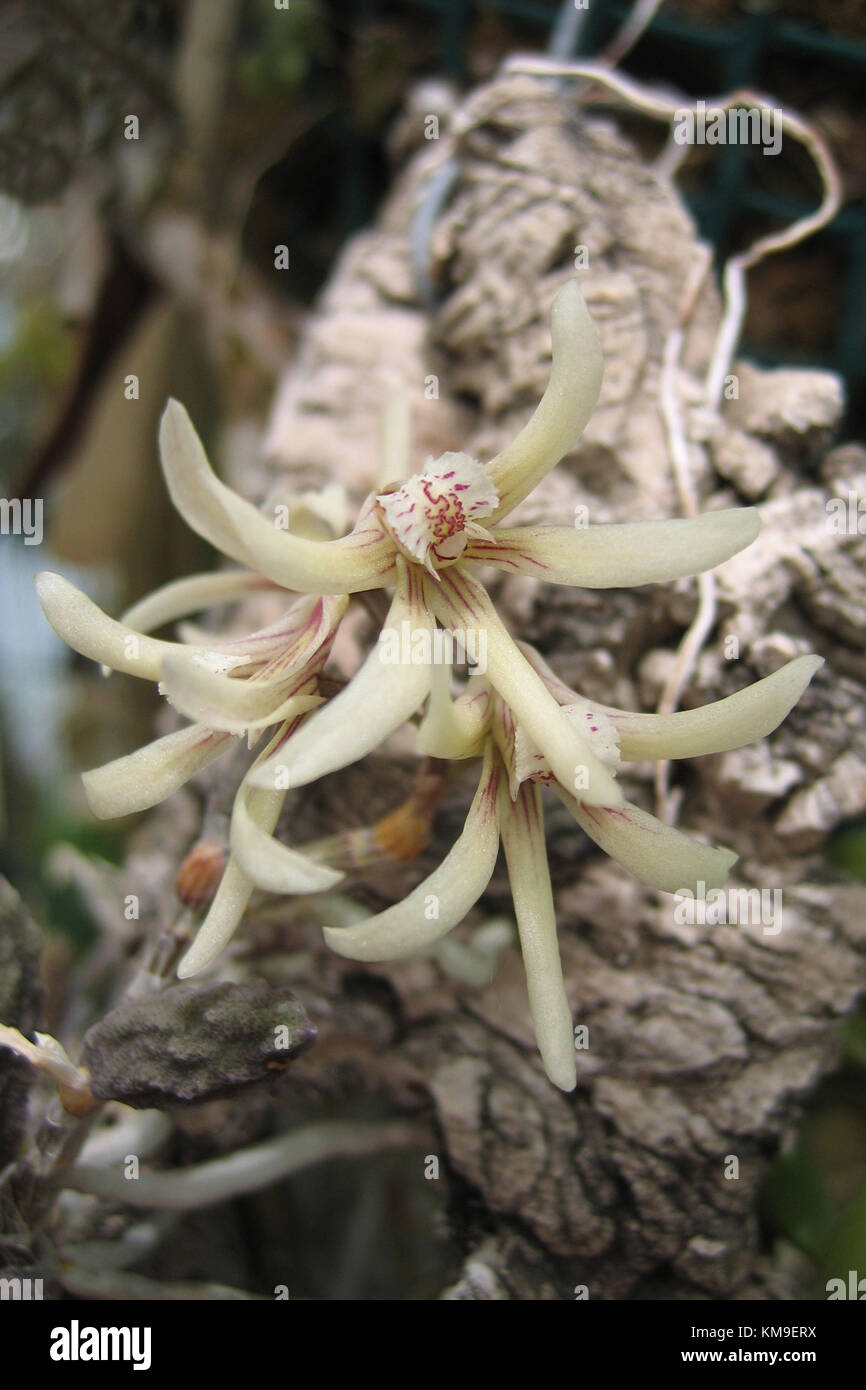 Dendrobium cucumerinum Stock Photo - Alamy