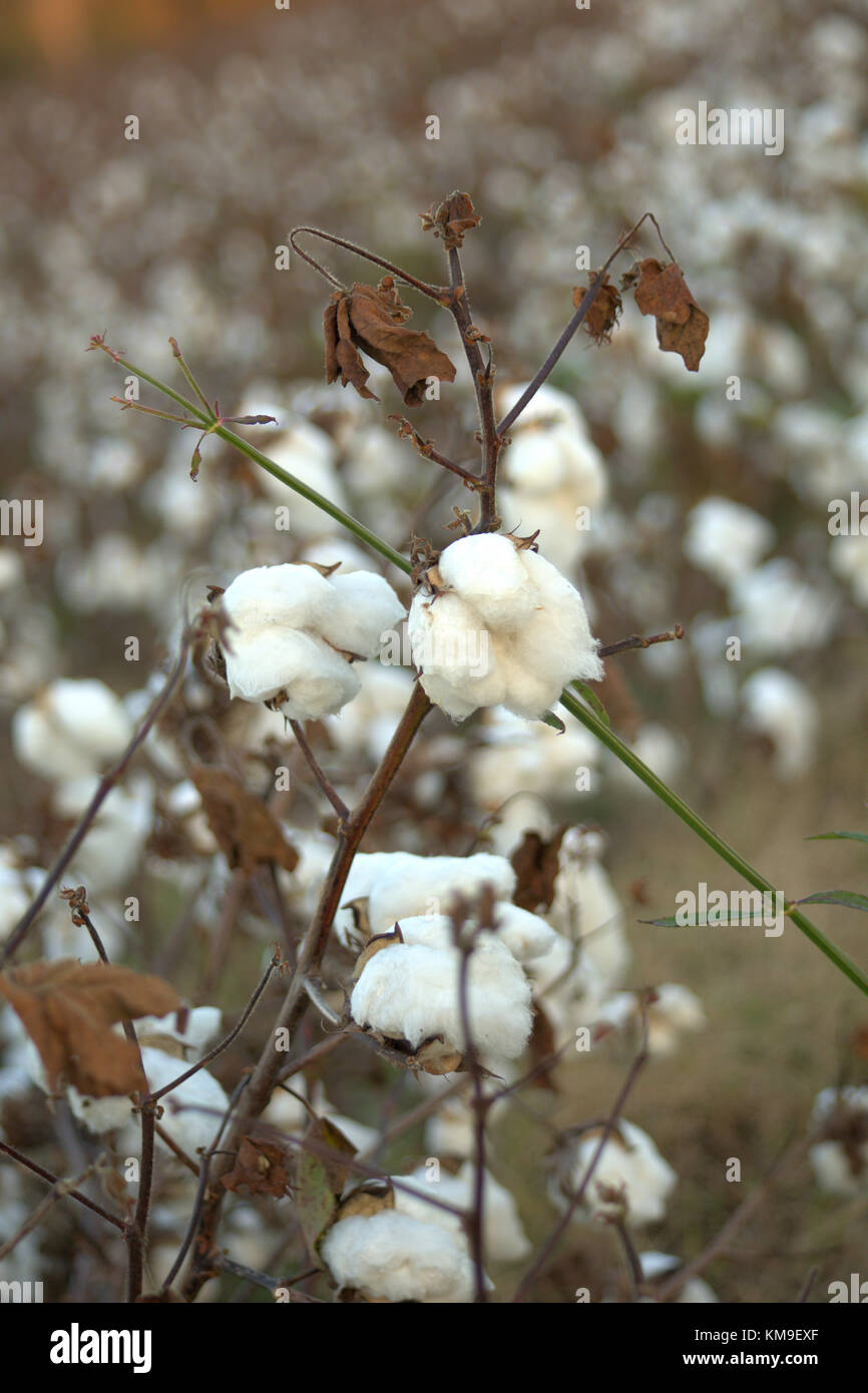 Cotton stalk in a field of cotton Stock Photo Alamy