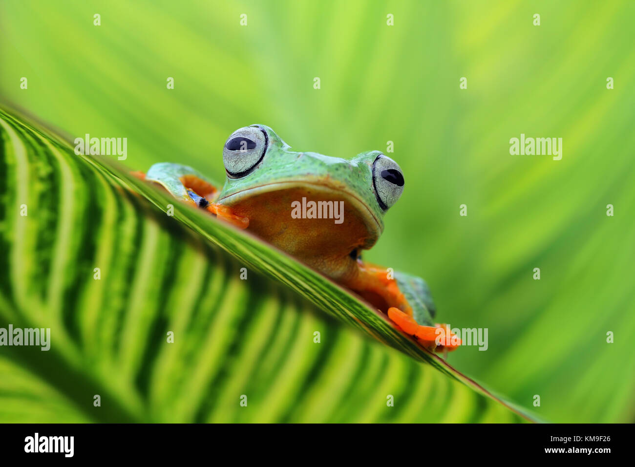 Javan Tree Frog High Resolution Stock Photography and Images - Alamy