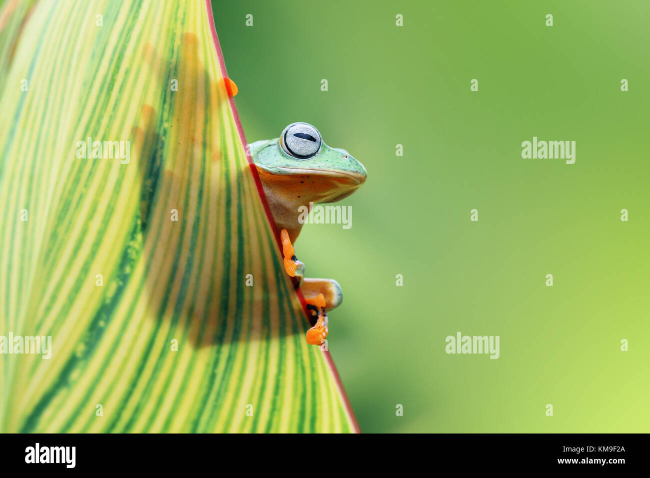 Javan Tree Frog High Resolution Stock Photography and Images - Alamy
