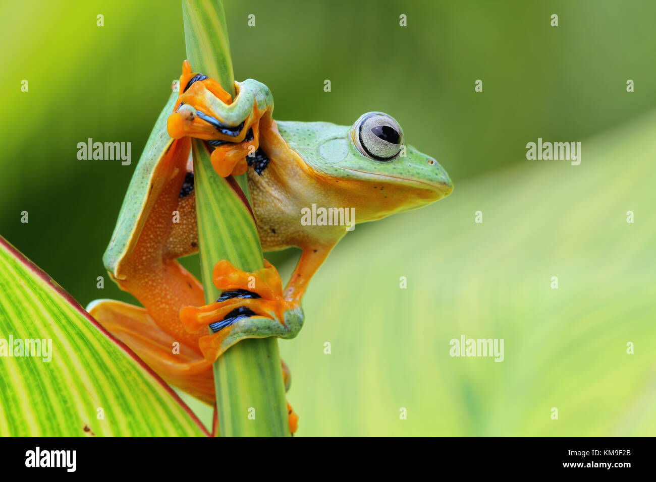 Javan Tree Frog High Resolution Stock Photography and Images - Alamy