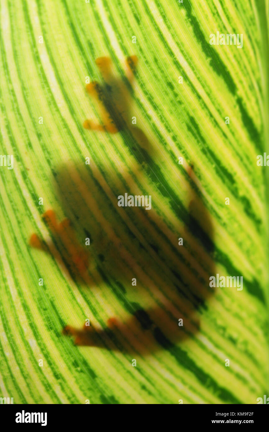 Shadow of a javan tree frog sitting on a leaf Stock Photo
