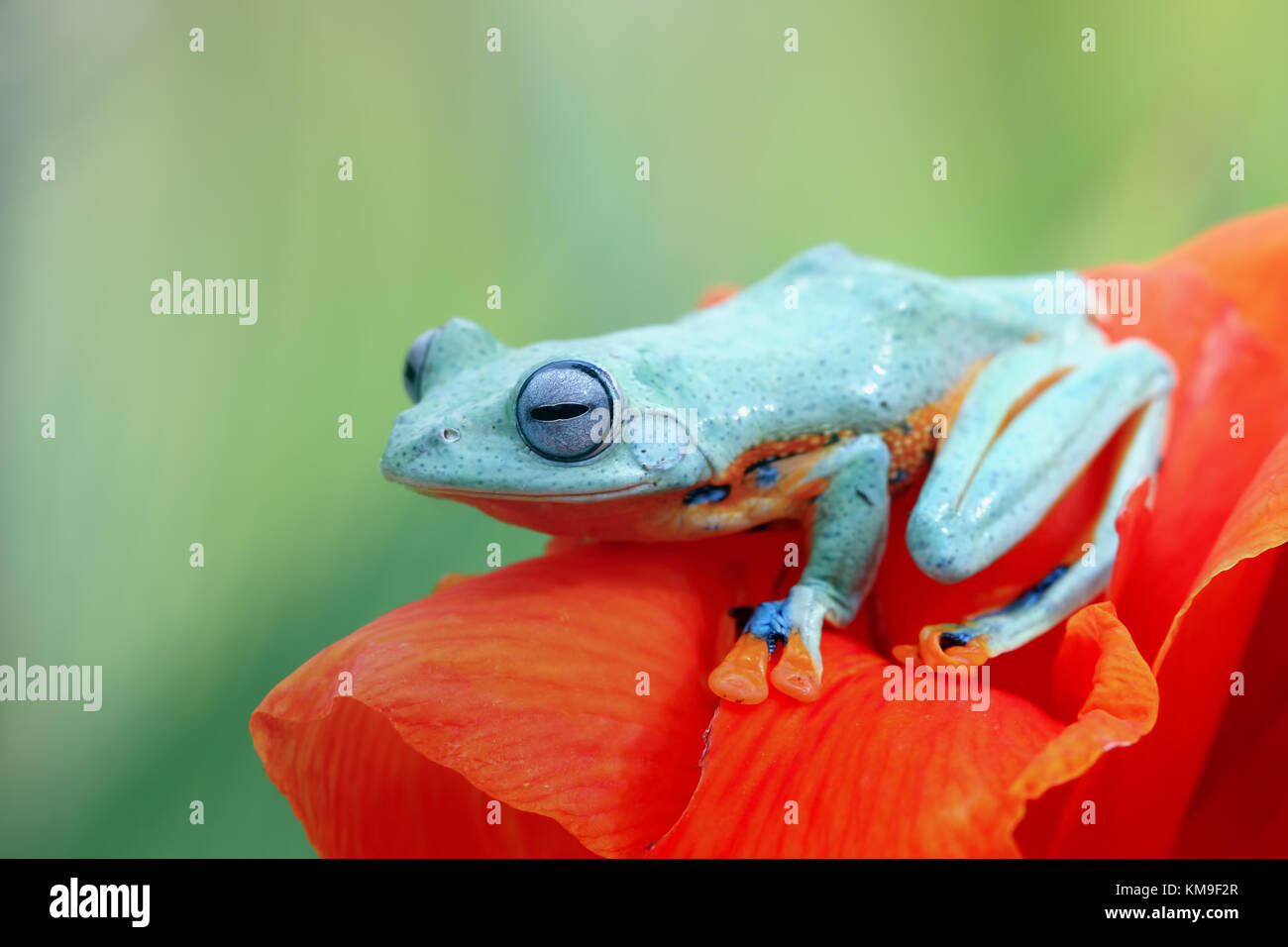 Javan Tree Frog High Resolution Stock Photography and Images - Alamy