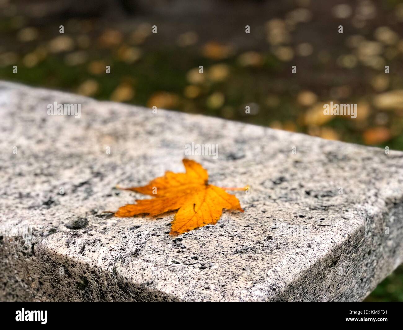 Autumn leaf on a park bench Stock Photo - Alamy
