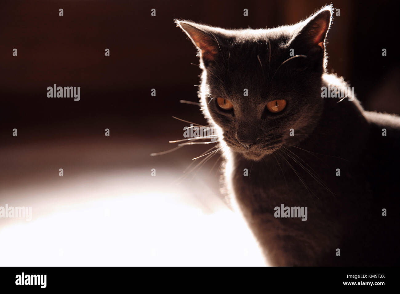 Black cat standing looking camera hi-res stock photography and images ...