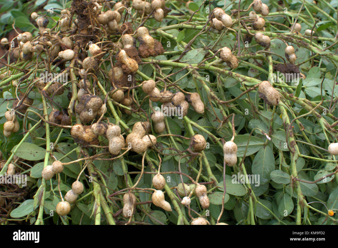 Peanuts grown in south Georgia Stock Photo