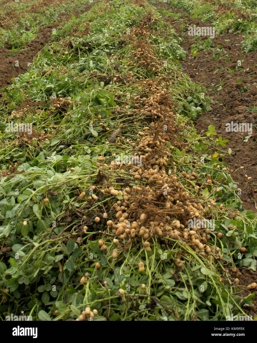 Peanuts grown in south Stock Photo Alamy