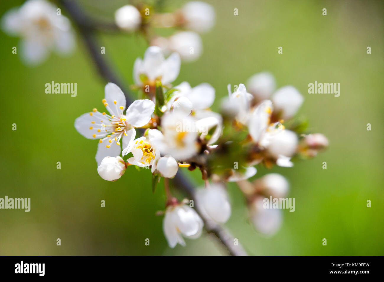 blooming white tree in spring on the green backgeound in the garden or orchards - cherry flowers in the bloom Stock Photo