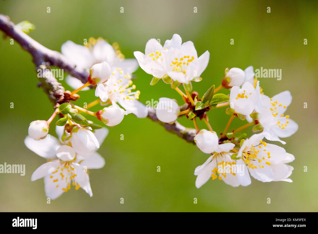blooming white tree in spring on the green backgeound in the garden or orchards - cherry flowers in the bloom Stock Photo