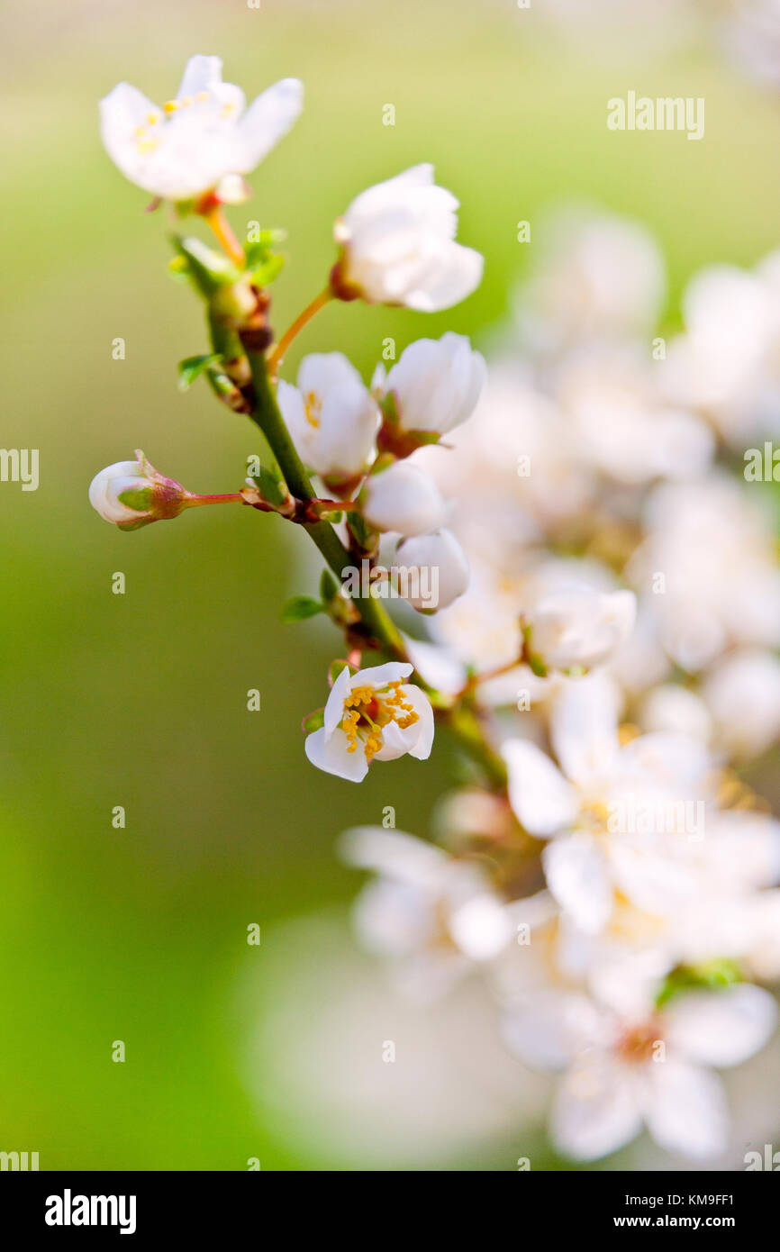 blooming white tree in spring on the green backgeound in the garden or orchards - cherry flowers in the bloom Stock Photo