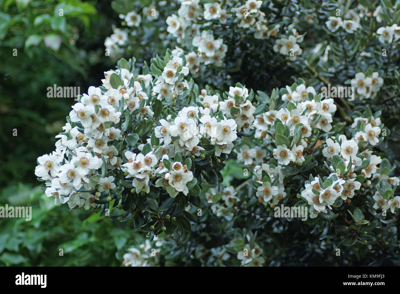 Eucryphia cordifolia Stock Photo