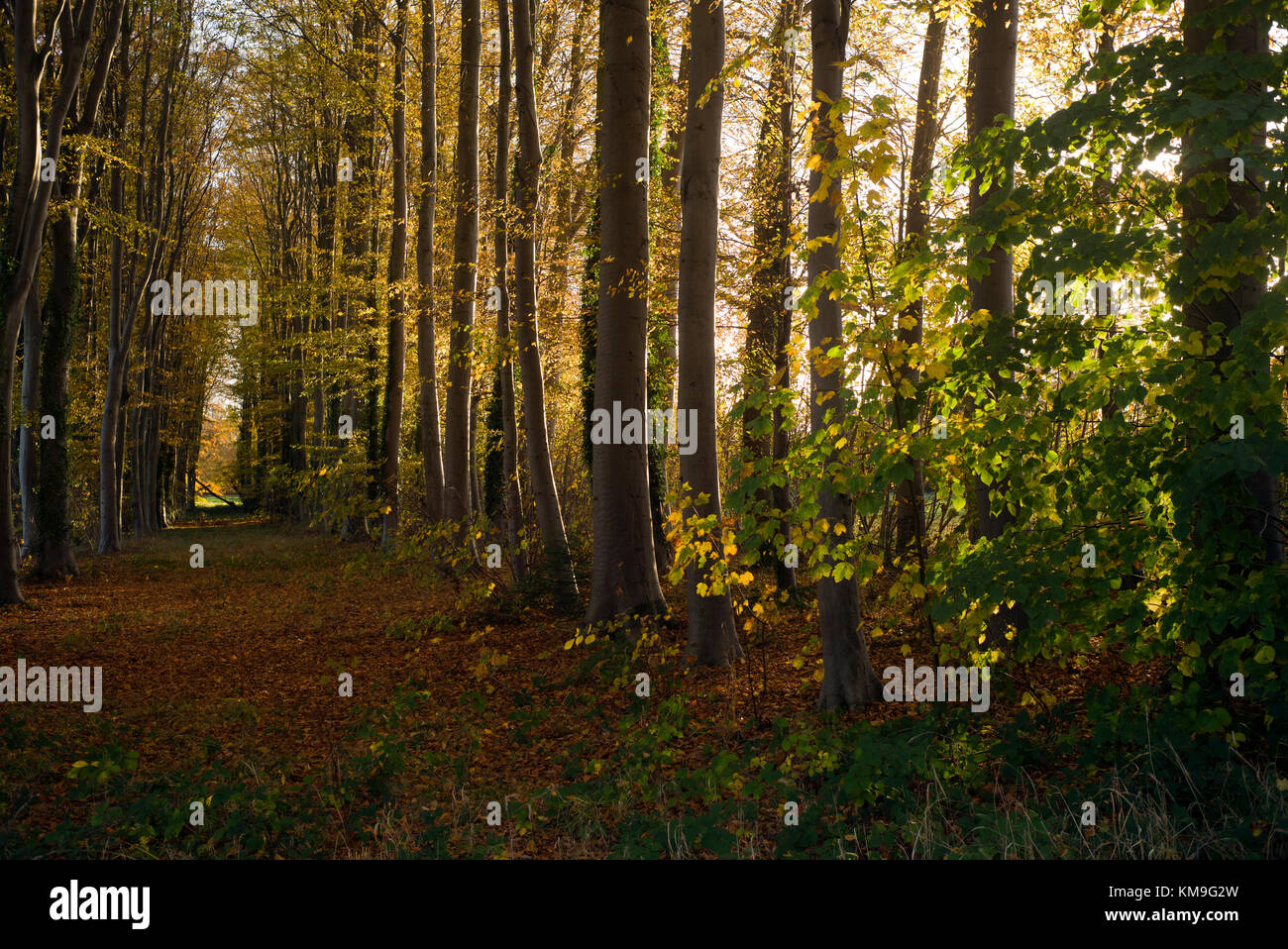 Double avenue of beech tree, Normandy, France, autumn Stock Photo Alamy