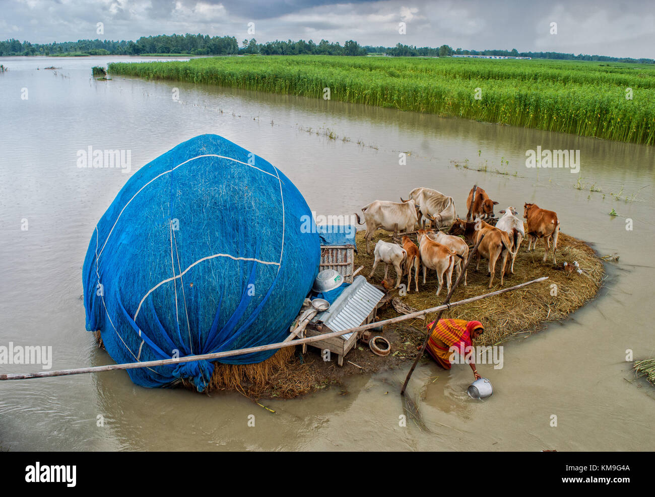 A woman supplying water for her cattle in a flood wrecked village Stock Photo