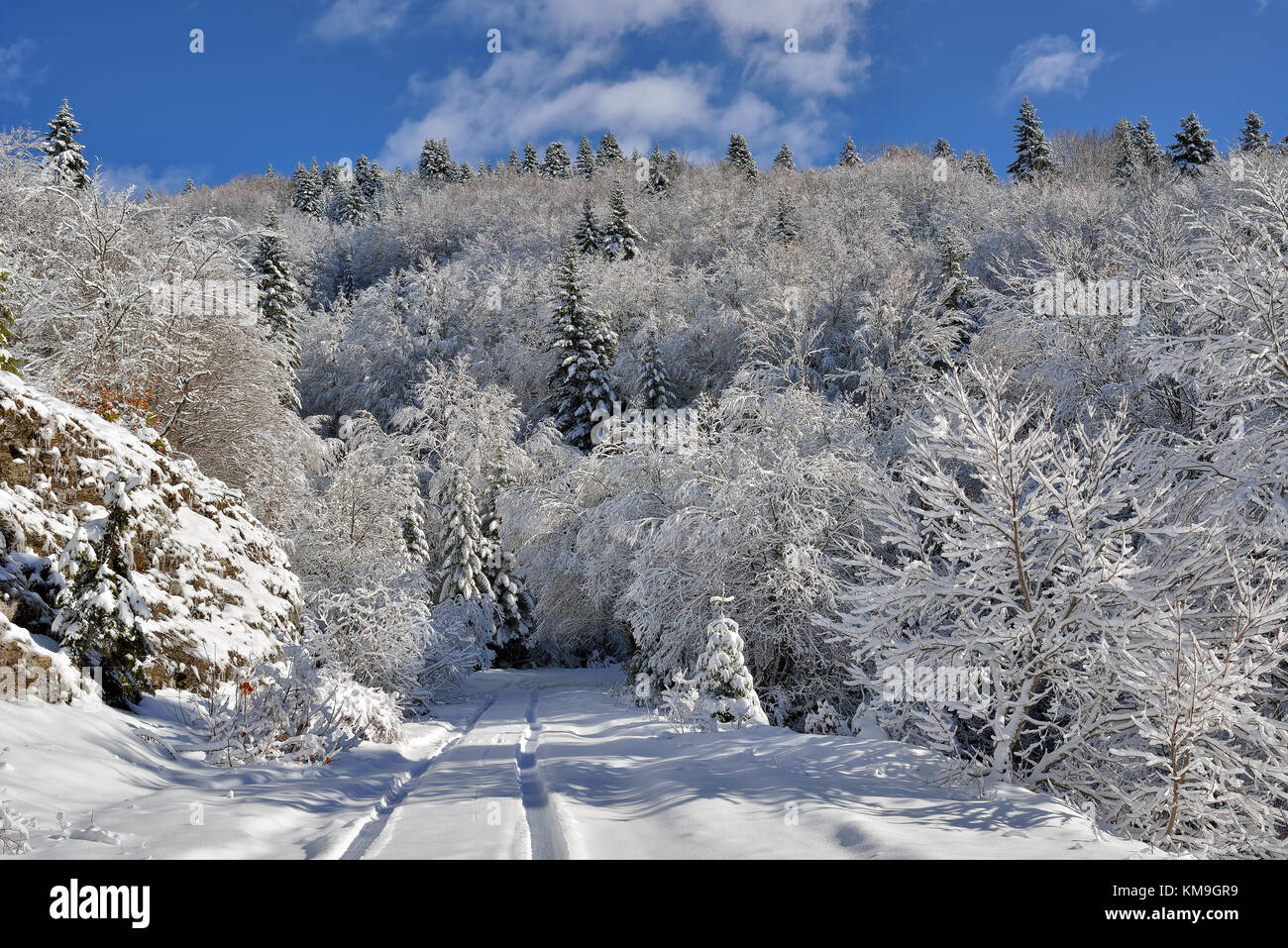 Winter landscape. Winter road and trees covered with snow Stock Photo ...
