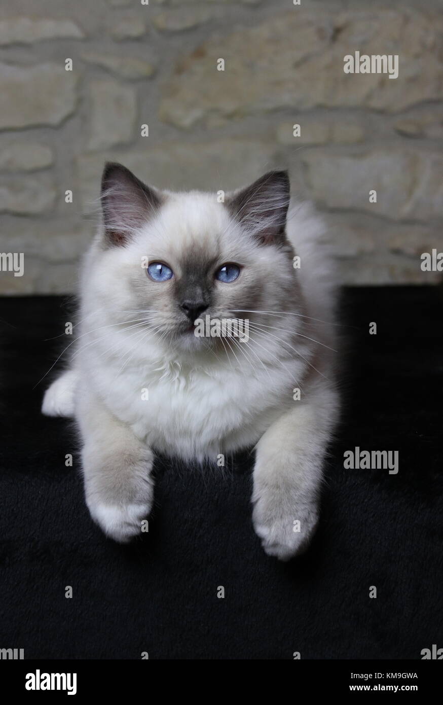 blue ragdoll kitten