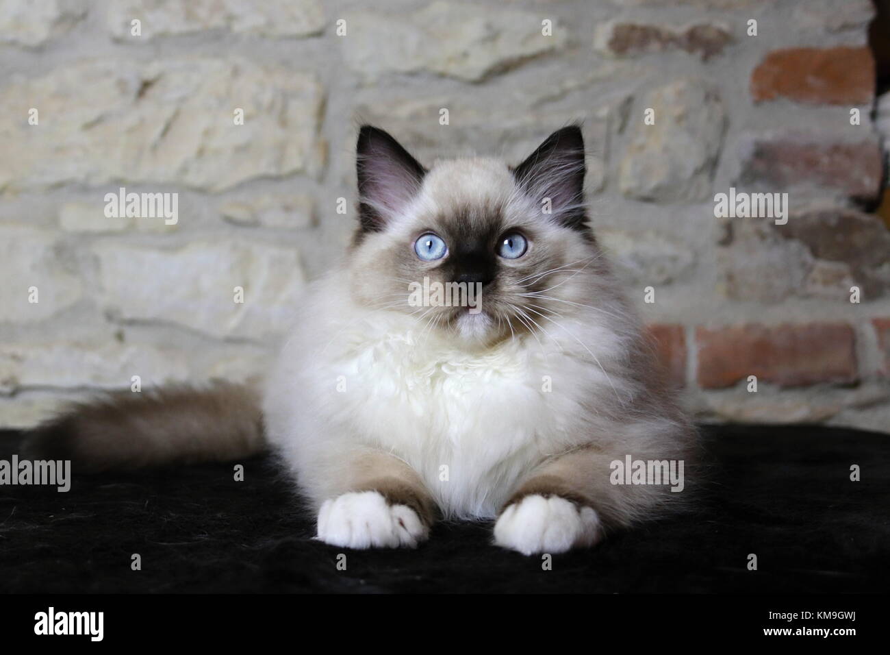 Ragdoll kittens, blue eyed kittens Stock Photo