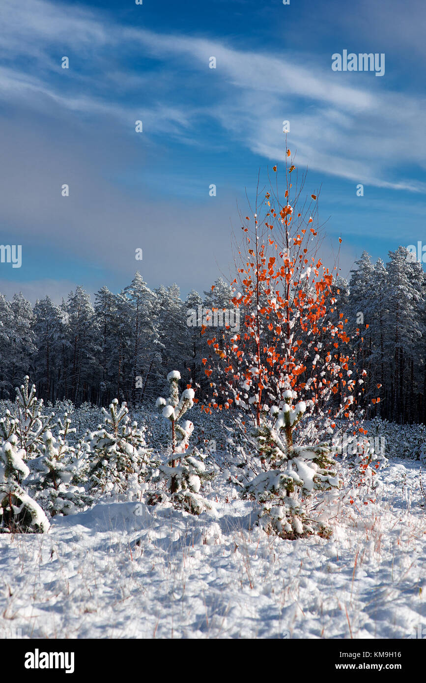 Snowy Winter Forest Landscape Stock Photo - Alamy