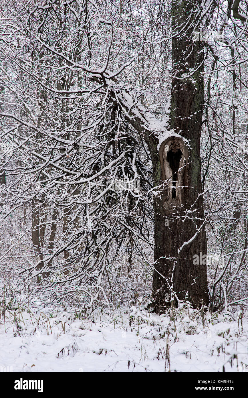 Snowy Winter Forest Landscape Stock Photo - Alamy