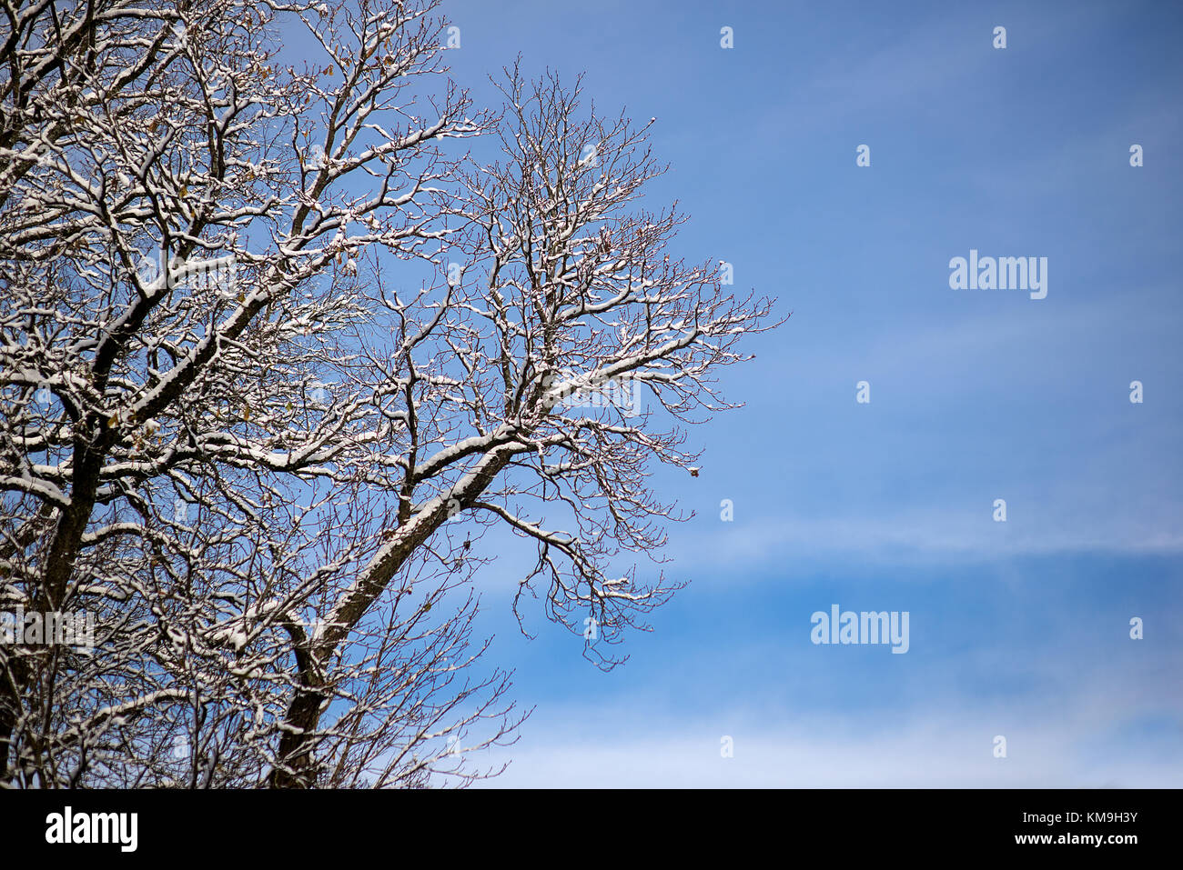 Snowy Winter Forest Landscape Stock Photo - Alamy