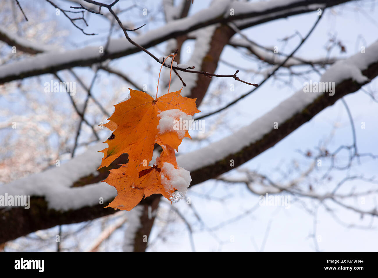 Snowy Winter Forest Landscape Stock Photo - Alamy