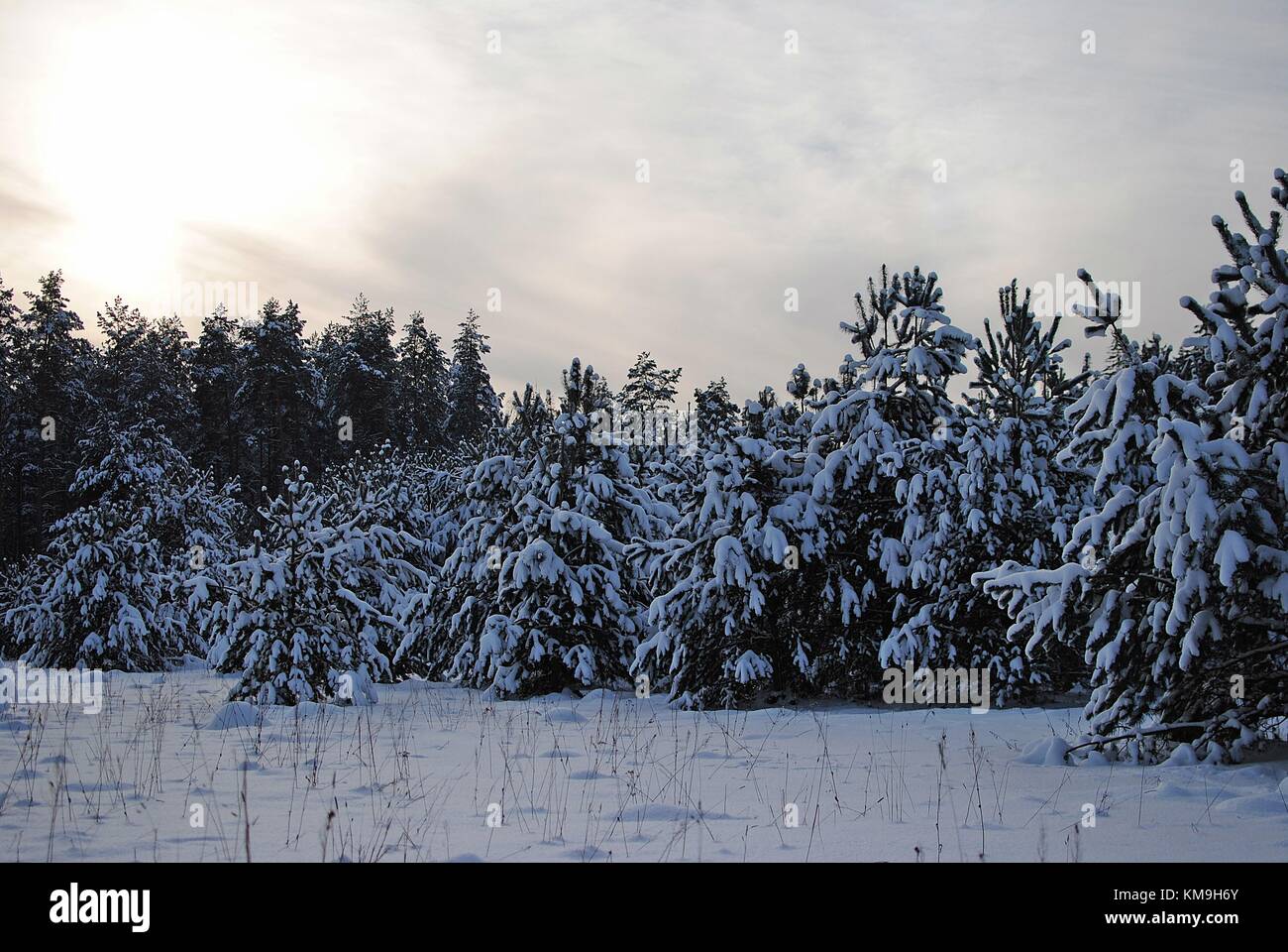 Snowy Winter Forest Landscape Stock Photo - Alamy