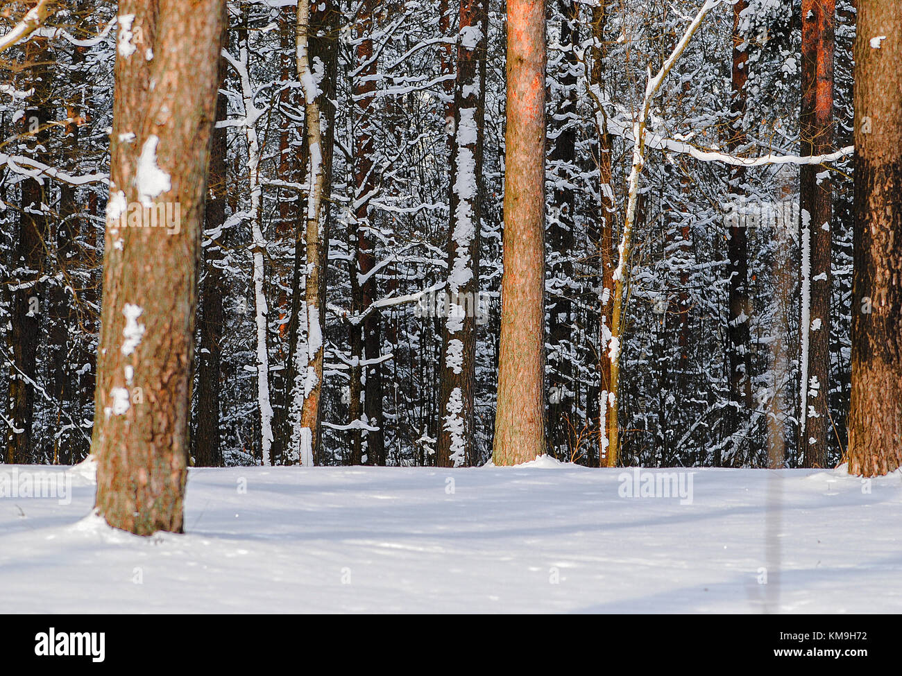 Snowy Winter Forest Landscape Stock Photo - Alamy