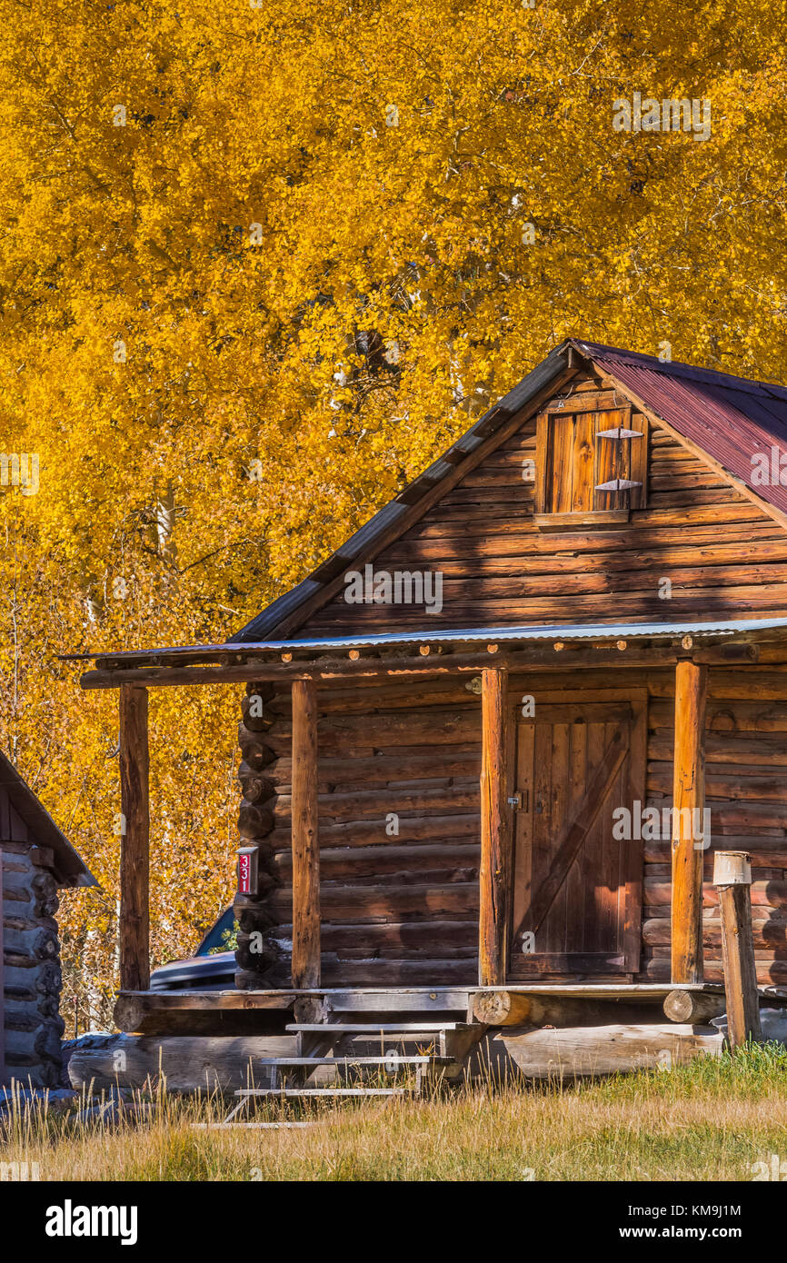 Autumn Aspen Color With Historic Ranch Buildings Valles Grande