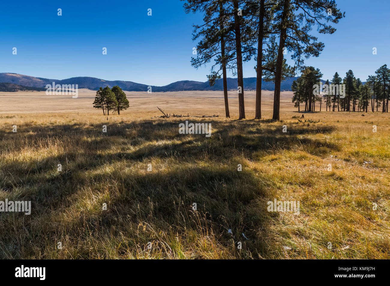 New mexico trees hires stock photography and images Alamy