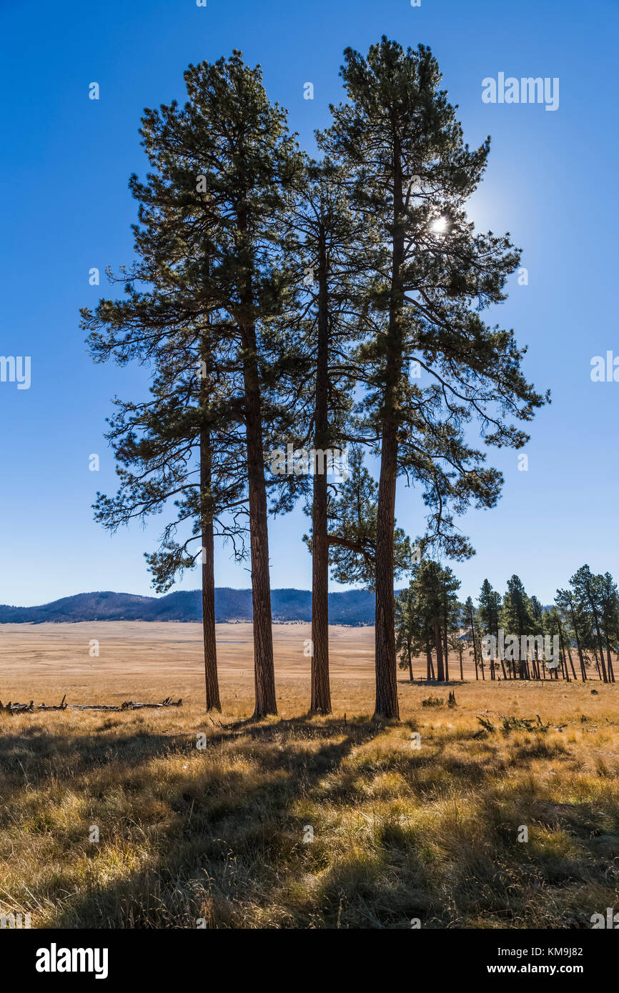 New mexico trees hires stock photography and images Alamy
