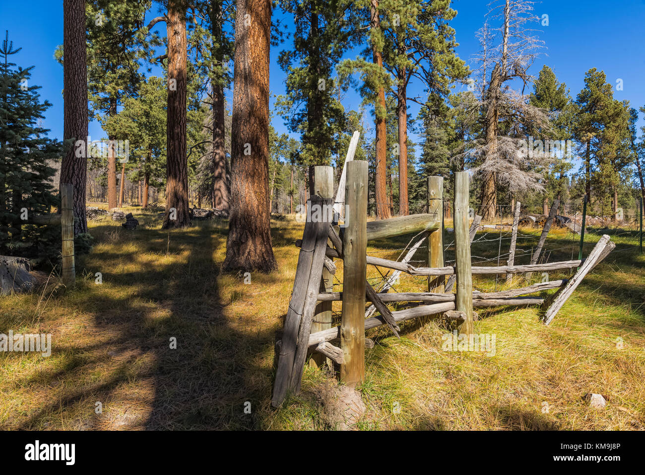 Ponderosa Pines, Pinus ponderosa, and old ranch fence in Valles Caldera National Preserve, a preserve run by the National Park Service, New Mexico, US Stock Photo