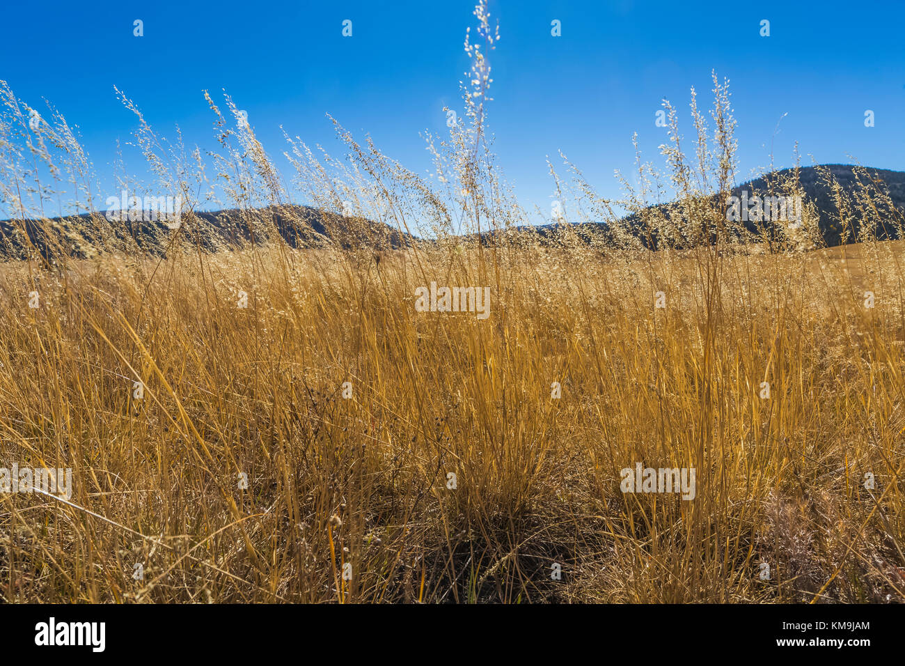 San Antonio Creek running through the vast grasslands of Valles Caldera National Preserve, a National Park Service preserve in northern New Mexico, US Stock Photo