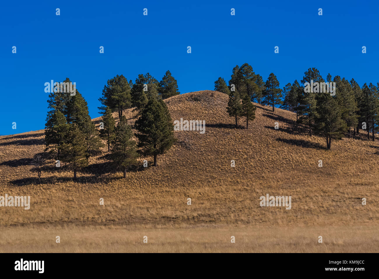 Ponderosa Pines, Pinus ponderosa, and grasslands in Valles Caldera National Preserve, a preserve run by the National Park Service, New Mexico, USA Stock Photo