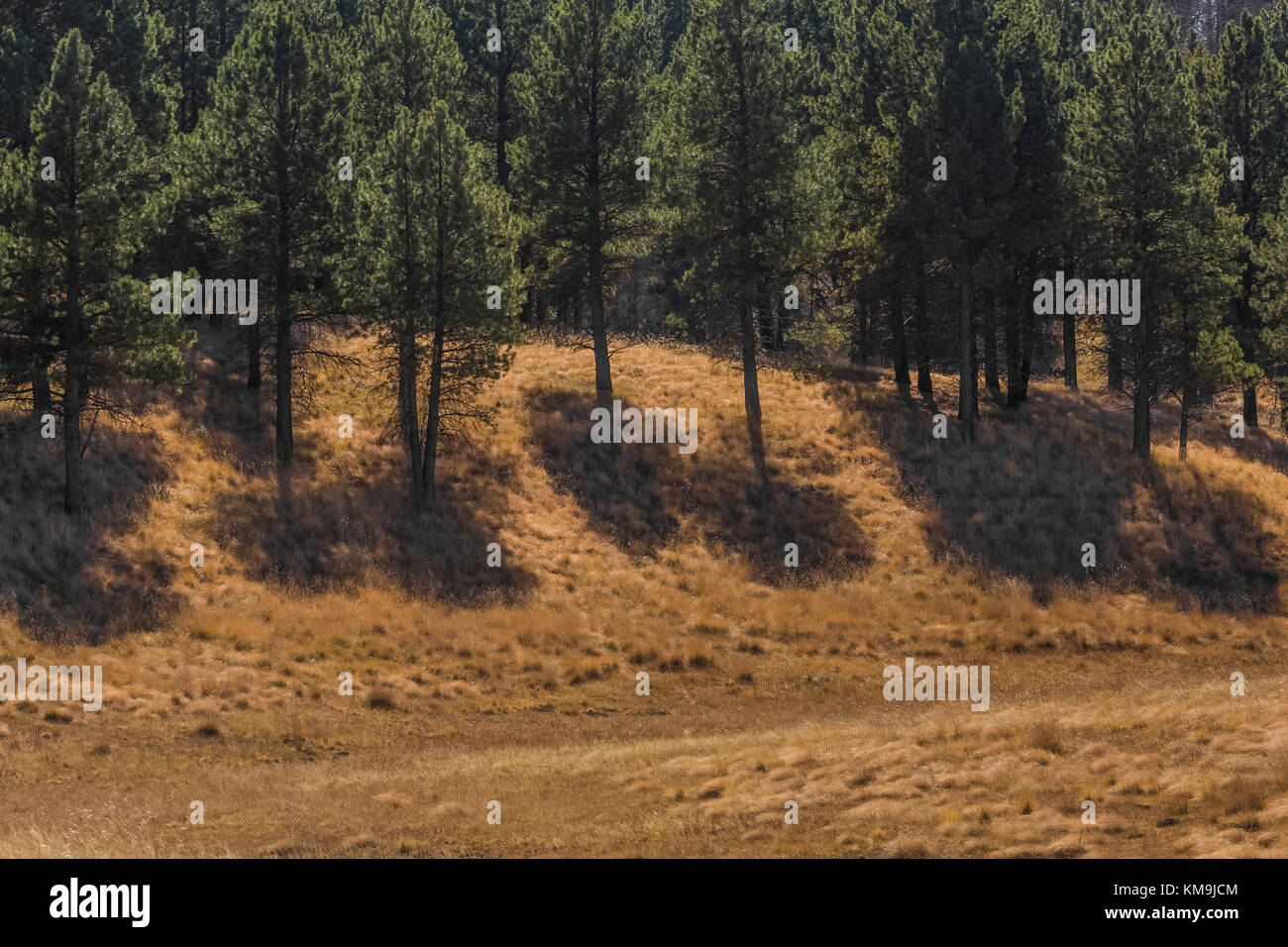 Ponderosa Pines, Pinus ponderosa, and grasslands in Valles Caldera