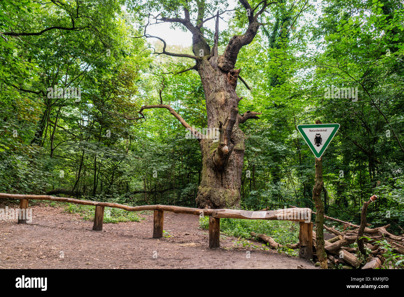 Dicke Marie, aeltester Baum von Berlin, ca. 500 bsi 700 Jahre alt, Durchmnesser 665 cm, Hoehe 26 Meter,  Querus robur , Stieleiche, Tegeler See, Berli Stock Photo