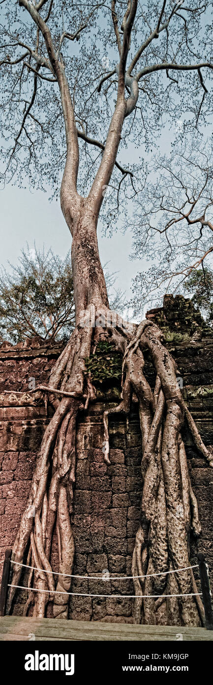 Giant fig tree  Ta Phrom temple at Angkor Wat , Cambodia, Asia, Stock Photo