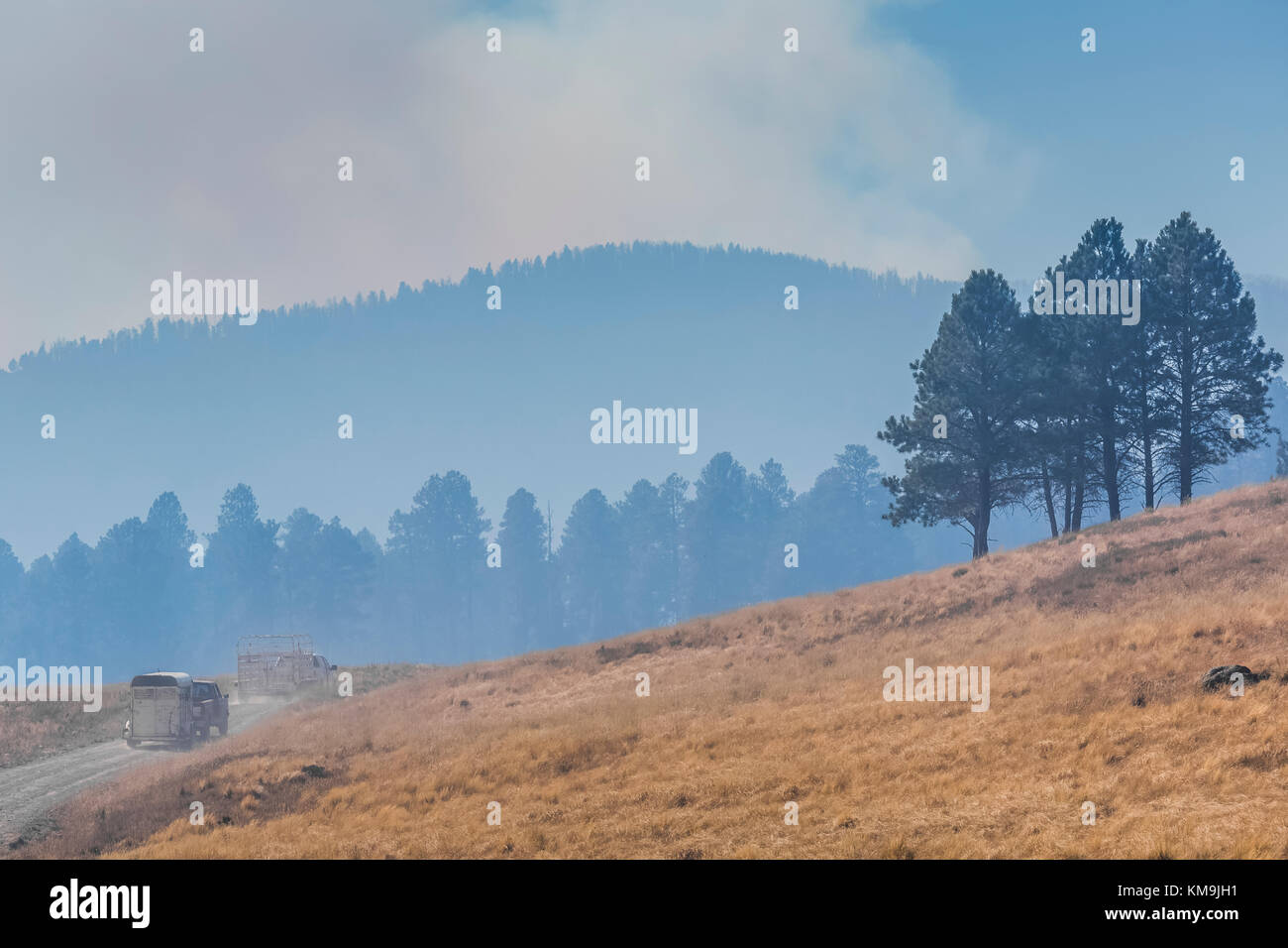 Ranch vehicles traveling through the smoky air from a prescribed burn in Valles Caldera National Preserve, a preserve run by the National Park Service Stock Photo
