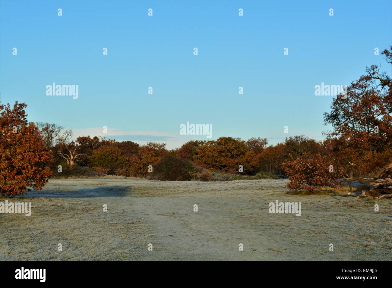 Oak Woods High Resolution Stock Photography and Images - Alamy