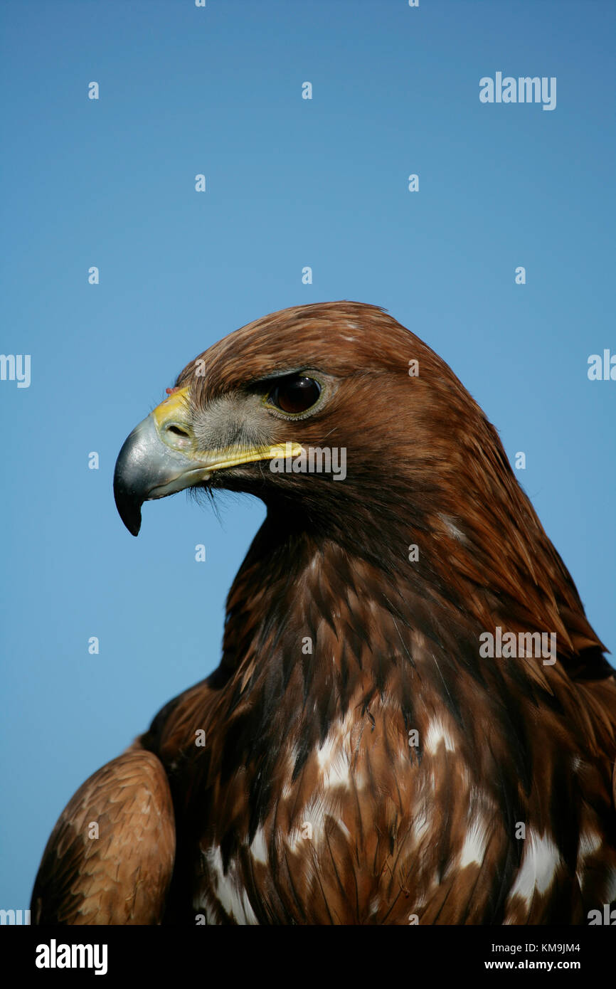 Golden Eagle Aquila Chrysaetos Adult Bird Head Portrait Uk