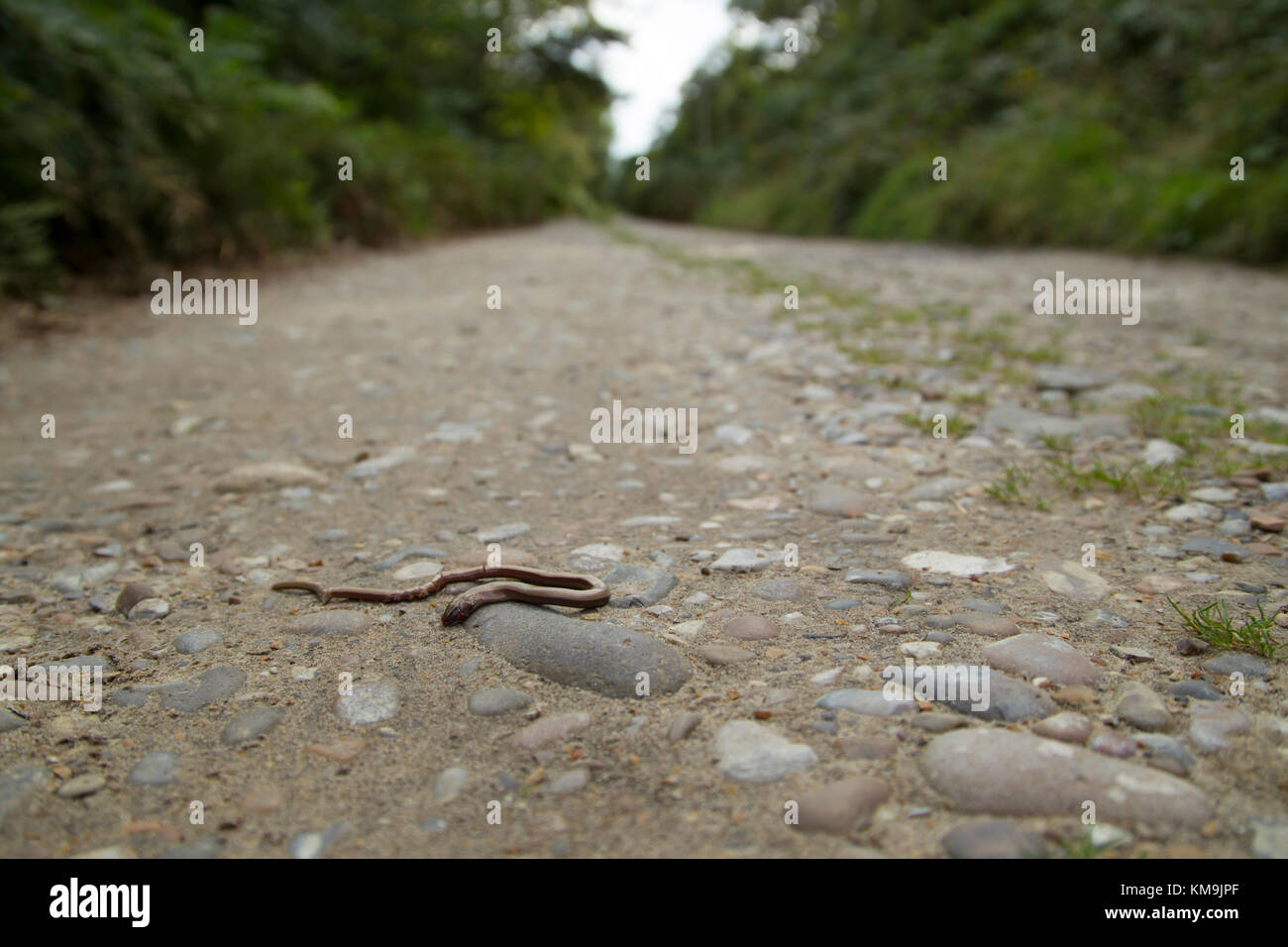 Slow worm Anguis fragilis dead on a country lane, Suffolk, August Stock Photo