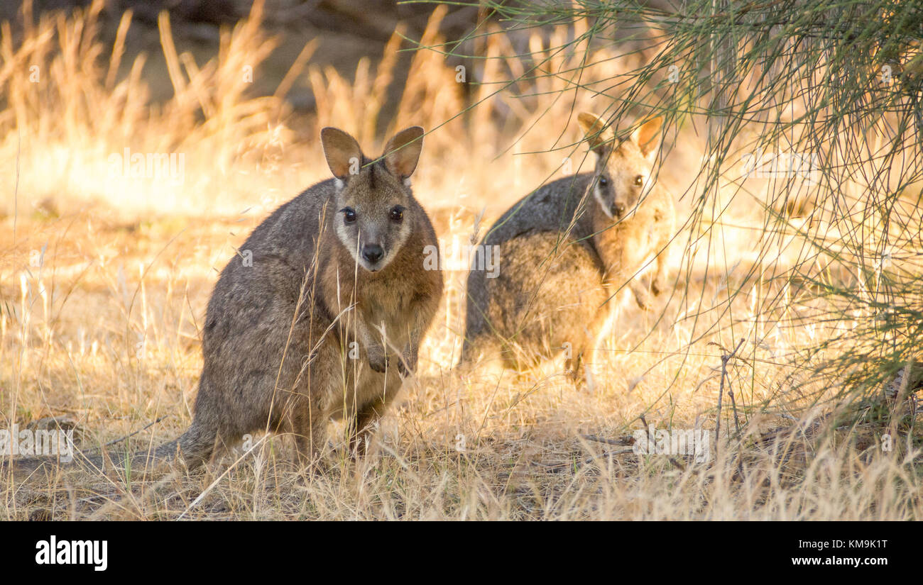 A pair of Tammar wallabies in native bush land in Southern Australia. Stock Photo