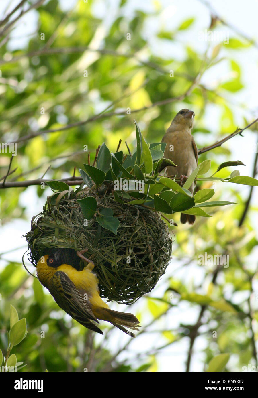 Male and female Masked Waver (Ploceus velatus) building a nest, South Africa Stock Photo
