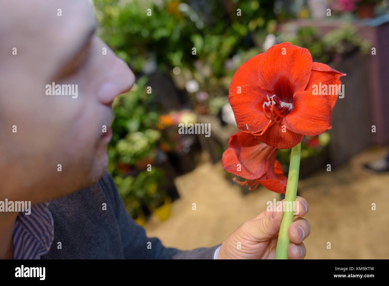 Man holding red amaryllis lily Stock Photo