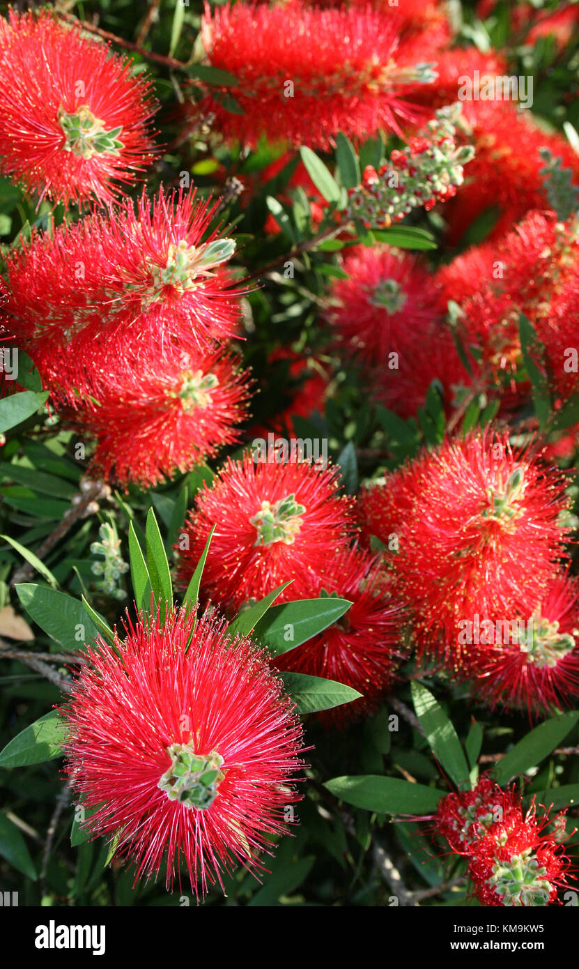 Red Bottle Brush Plants Stock Photos & Red Bottle Brush Plants Stock