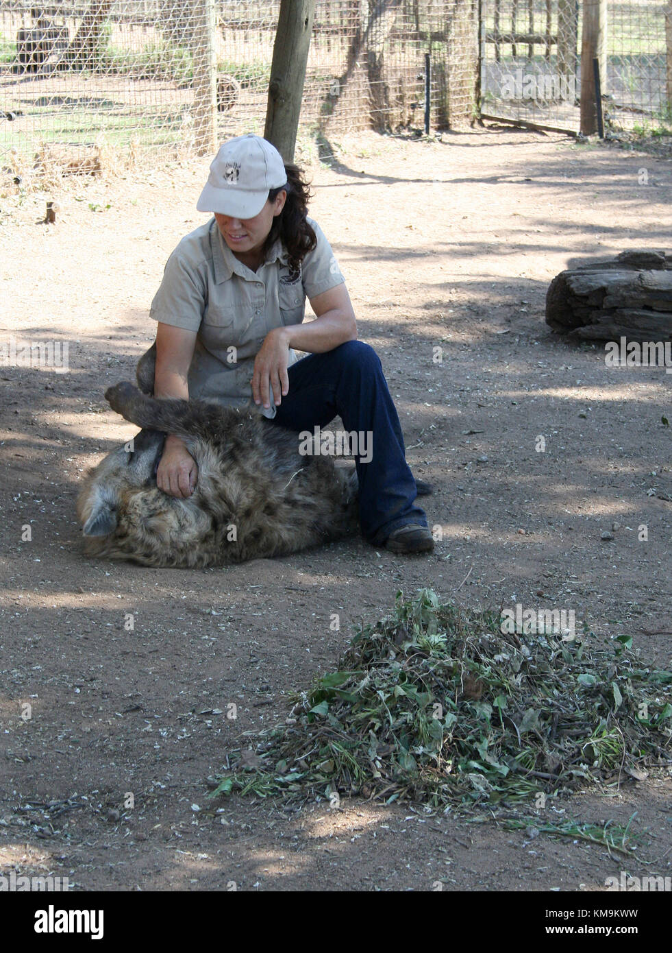 Lion Park, Spotted Hyena playing with volunteer, Crocuta crocuta Stock Photo