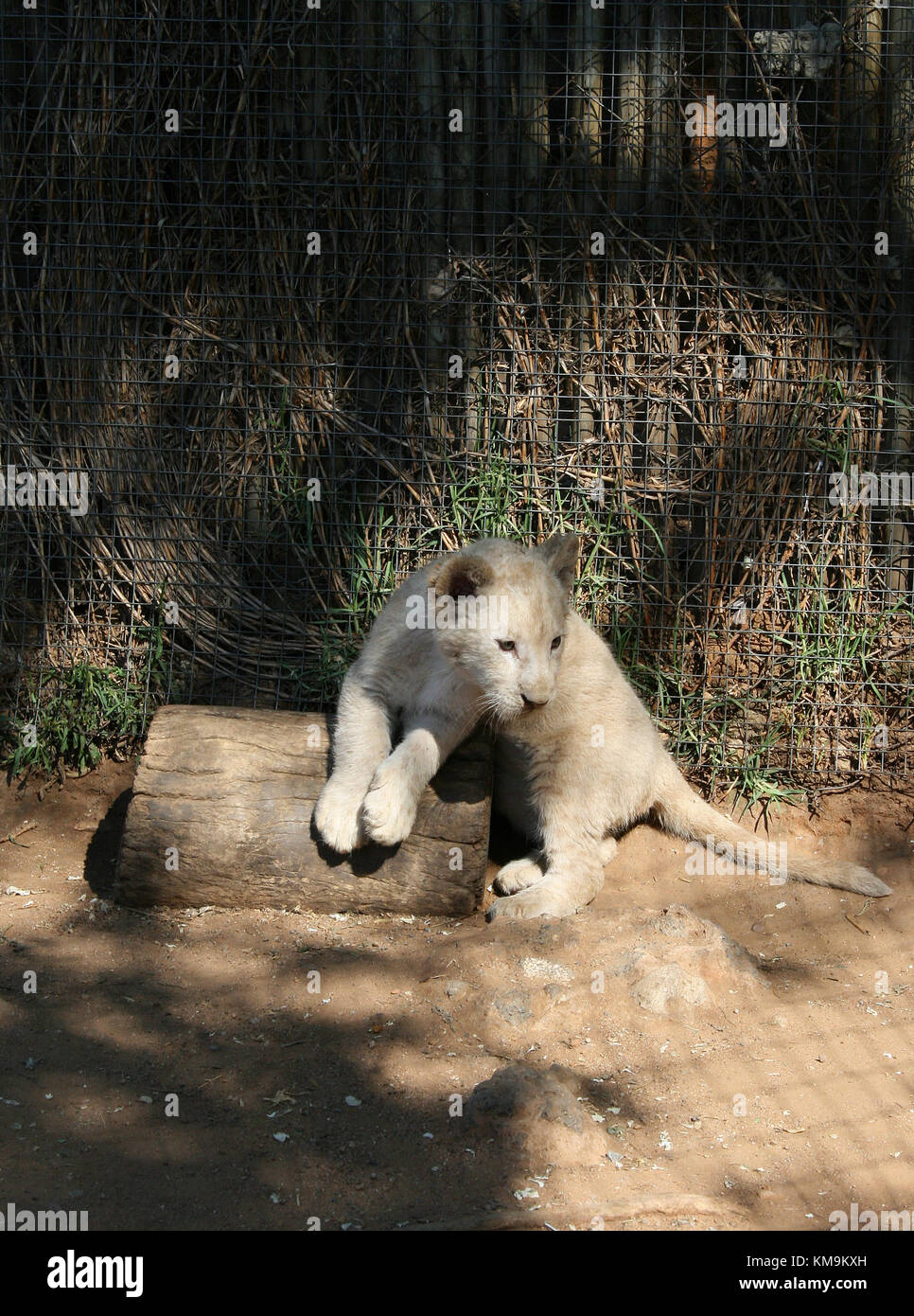 Lion Park, White lion cub lying on a log, Panthera leo krugeri Stock Photo