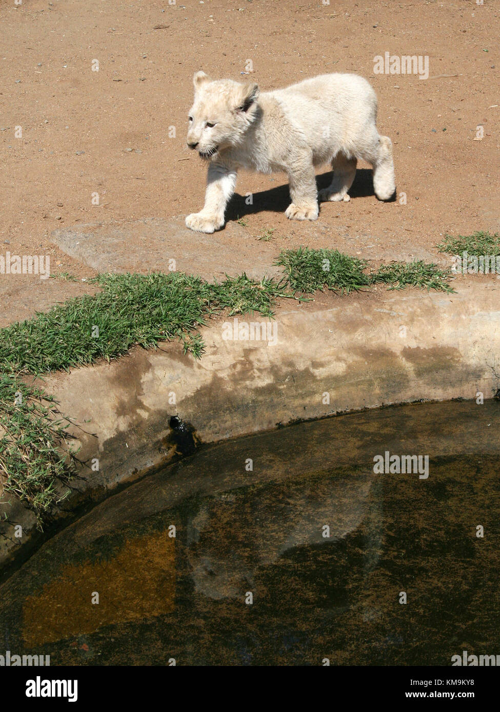 Lion Park, White lion cub walking, Panthera leo krugeri Stock Photo