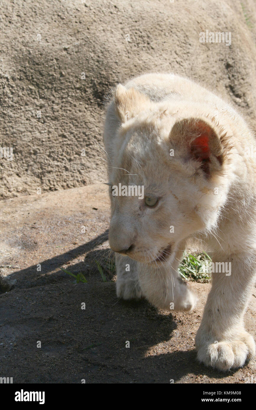Lion Park, White lion cub walking on a rock, Panthera leo krugeri Stock Photo