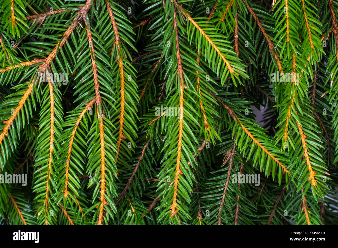 Fresh green fir branches. Studio Photo Stock Photo - Alamy