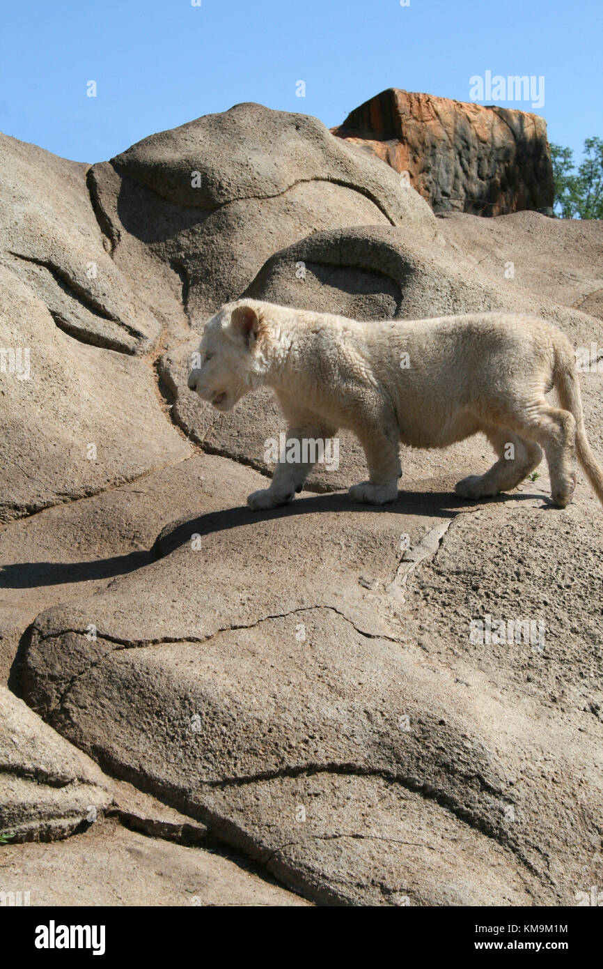 Lion Park, White lion cub climbing a rock, Panthera leo krugeri Stock Photo